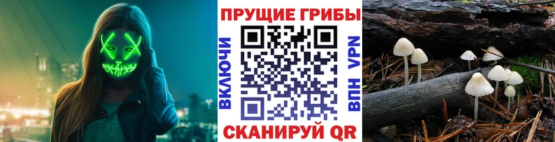 Галлюциногенные грибы Psilocybe  Александров 
